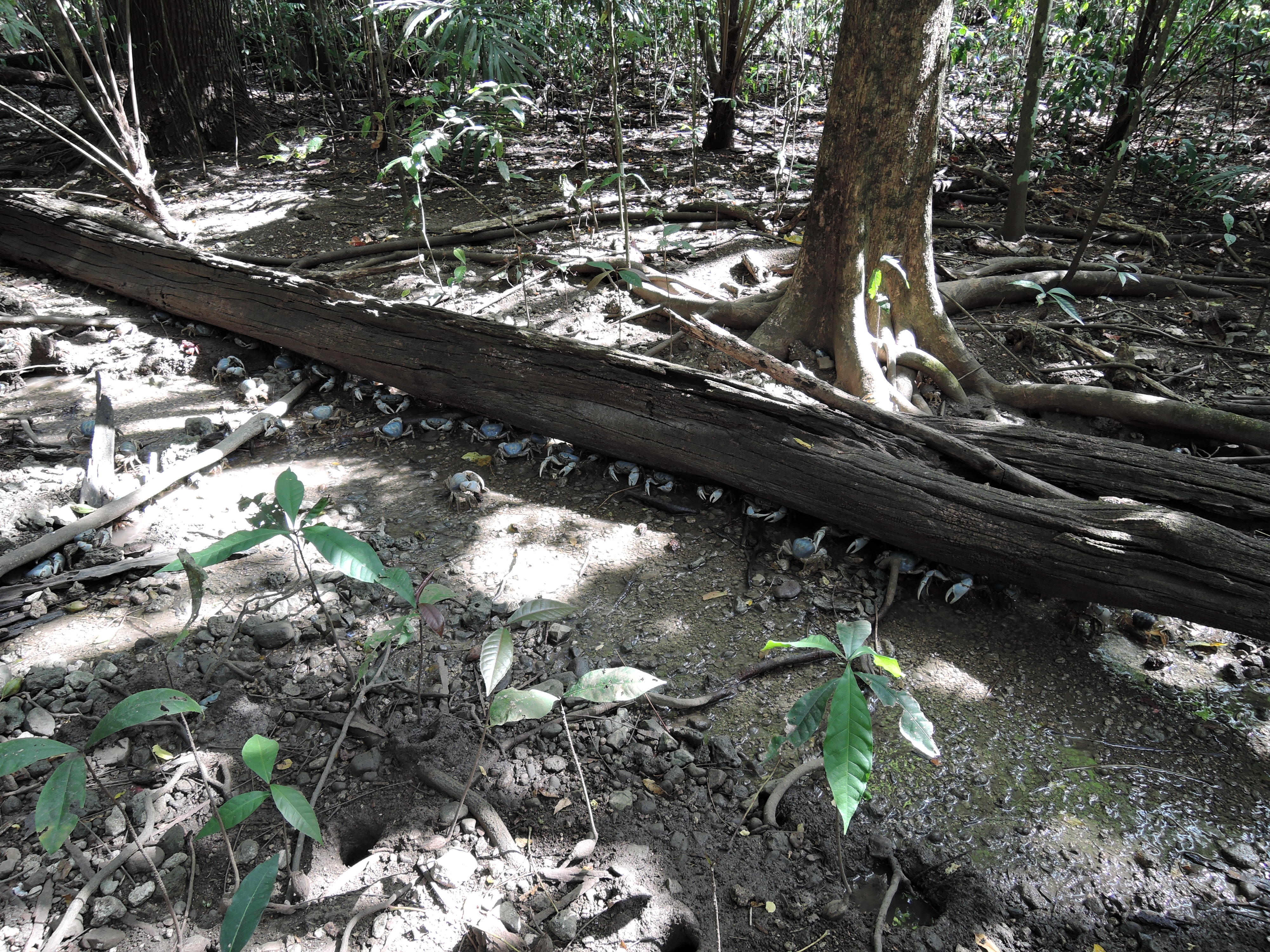 Blue crab hideout, Christmas Island (photo credit: Isarena Schneider)